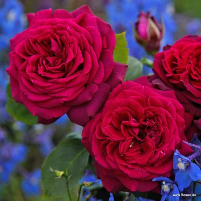 Edelrose Parfuma® - Rosa Parfuma® 'Gräfin Diana'® ADR-Rose C5