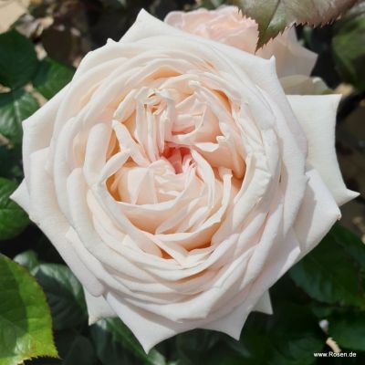 Edelrose Parfuma® - Rosa Parfuma® 'Madame Anisette'® ADR-Rose C5