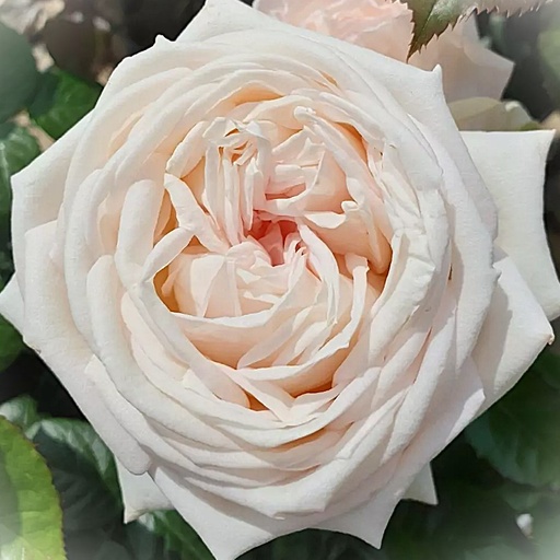 Edelrose Parfuma® - Rosa Parfuma® 'Madame Anisette'® ADR-Rose C5