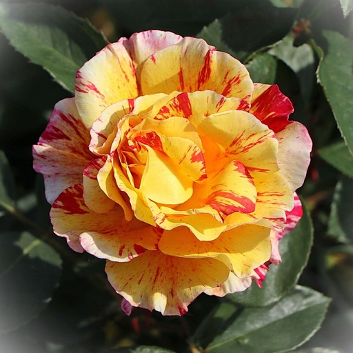 Strauchrose - Rosa 'Alfred Sisley'® C5