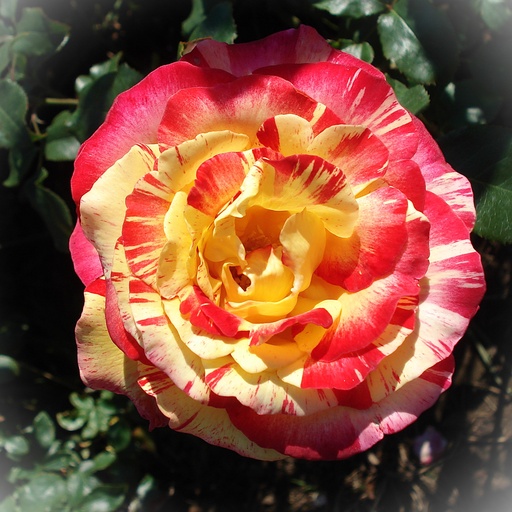 Malerrose - Rosa 'Camille Pissarro'® C5