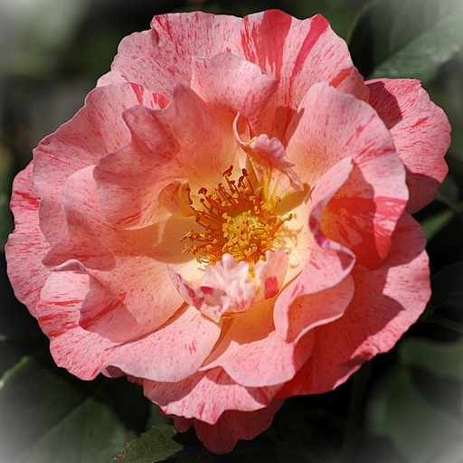 Malerrose - Rosa 'Grimaldi'® C5