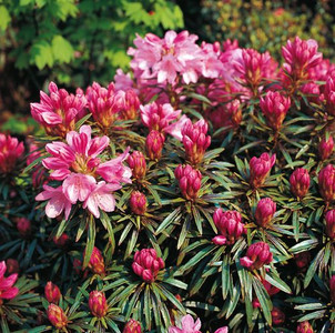 Rhododendron 'Graziella'
