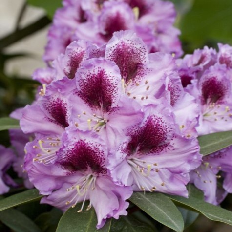 Rhododendron 'Pfauenauge'® 25-30cm