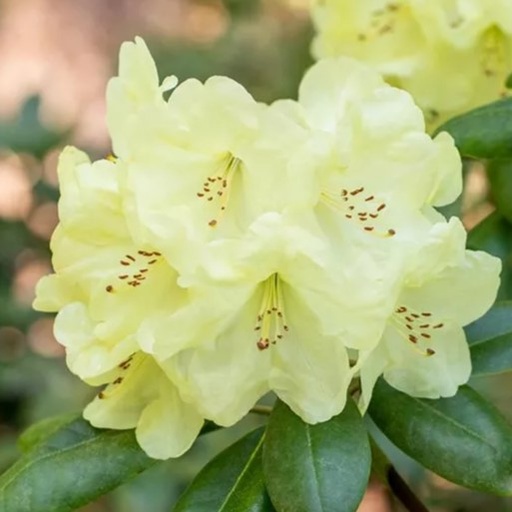 Rhododendron 'Centennial Gold'® 30-40cm