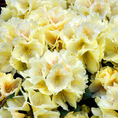 Rhododendron 'Centennial Gold'® 30-40cm