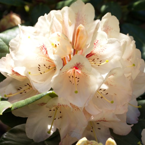 Rhododendron 'Goldbukett' 50-60cm