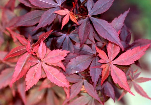 Fächer-Ahorn - Acer palmatum 'Hime-Shojoh' 40-50cm