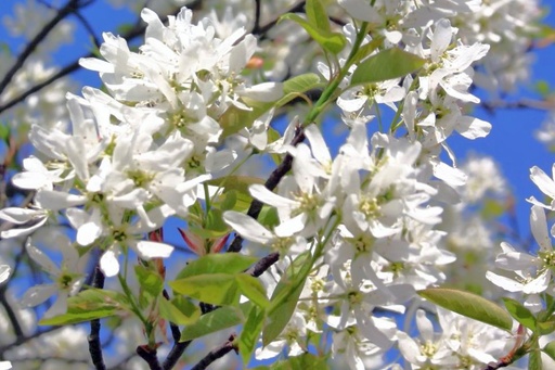 Essbare Felsenbirne - Amelanchier laevis 'Ballerina'