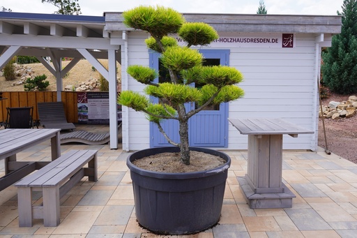 Japanische Goldzebra-Schwarzkiefer / Pinus thunbergii 'Ogon'