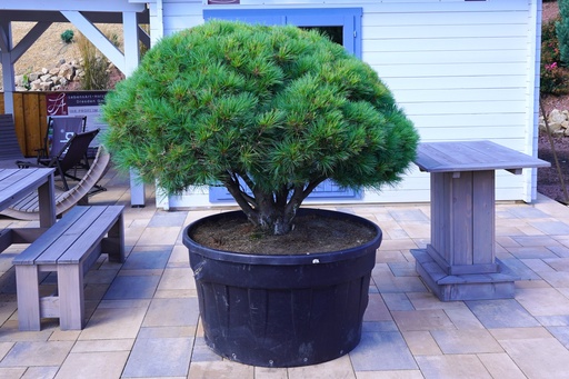 Zwergseidenkiefer - Pinus strobus 'Minima Canada'