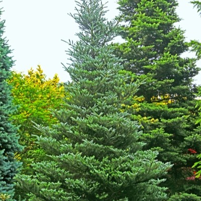 Silberlocken- Tanne - Abies koreana 'Silberlocke' - silberne Lockentanne silber/grün- nadelig