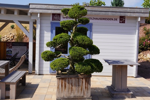 Japanische Stechpalme - Ilex crenata