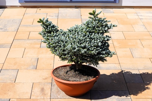 Abies koreana - Koreatanne 'Kohout's Icebreaker'