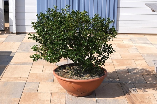 Gemeine Stechpalme - Ilex aquifolium