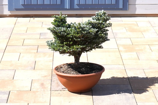 Abies koreana - Koreatanne 'Kohout's Icebreaker' #5