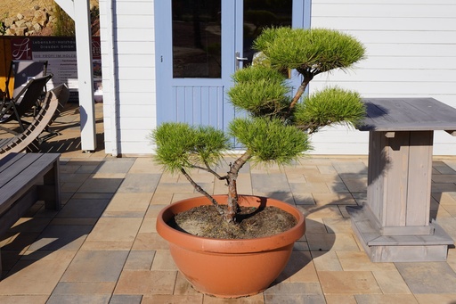 Japanische Rotkiefer - Pinus densiflora 'Oculus Draconis' #2