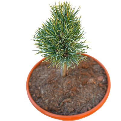handveredelte Zwerg- Zirbe - Pinus cembra 'Ötzi' - Zwerg- Zirbelkiefer silber/blau- nadelig 20- 25cm