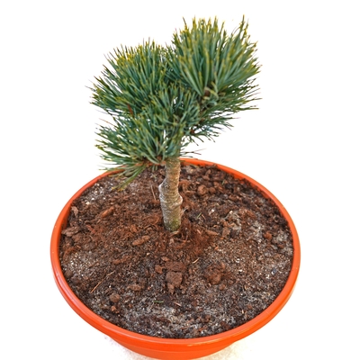 handveredelte Zwerg- Zirbe - Pinus cembra 'Eisvogel' - Zwerg- Zirbelkiefer silber/grün- nadelig 20- 25cm