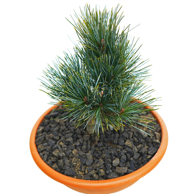 handveredelte Zwergkiefer - Pinus koraiensis 'Amur' - Zwerg- Koreakiefer silber/grün- nadelig 25- 30cm